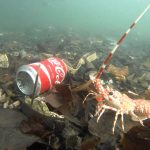 Cannes et homard Cannes