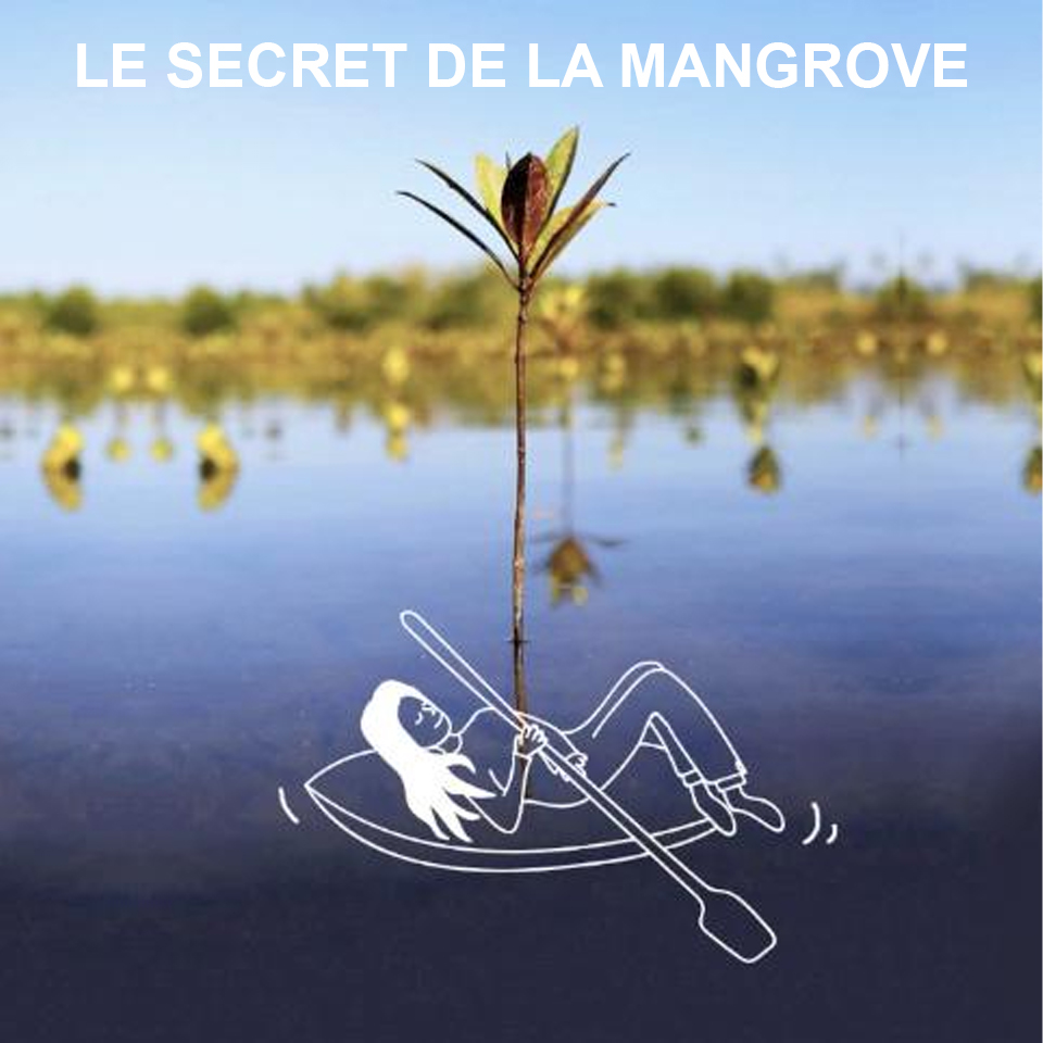 Le secret de la mangrove